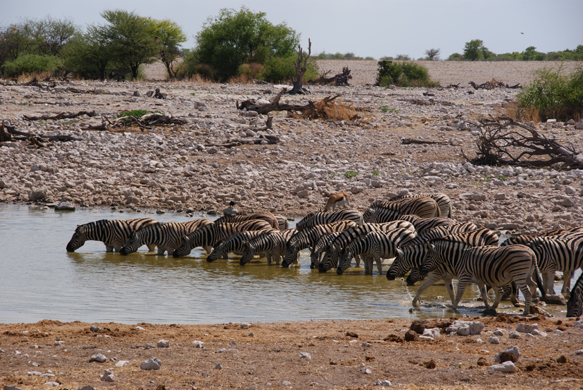 08  steppenzebras.jpg